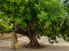Gnarled Tree and Stone Pillar