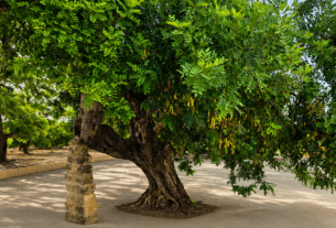 Gnarled Tree and Stone Pillar