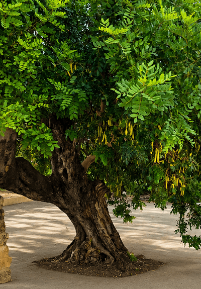 Gnarled Tree and Stone Pillar
