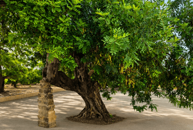 Gnarled Tree and Stone Pillar