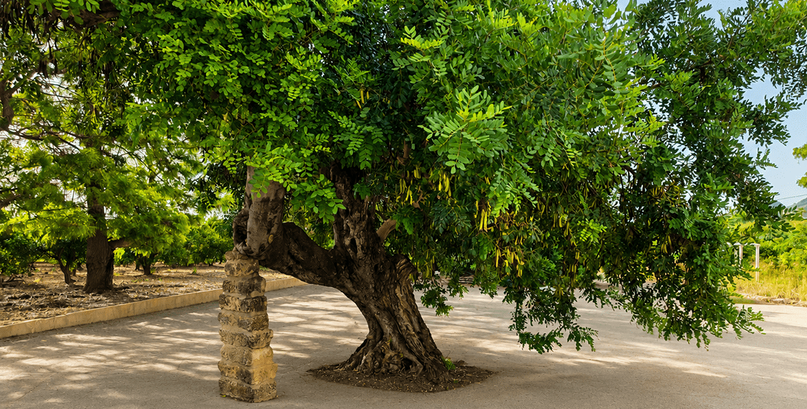 Gnarled Tree and Stone Pillar