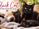 Black Cat Awareness_ Cozy Companions
