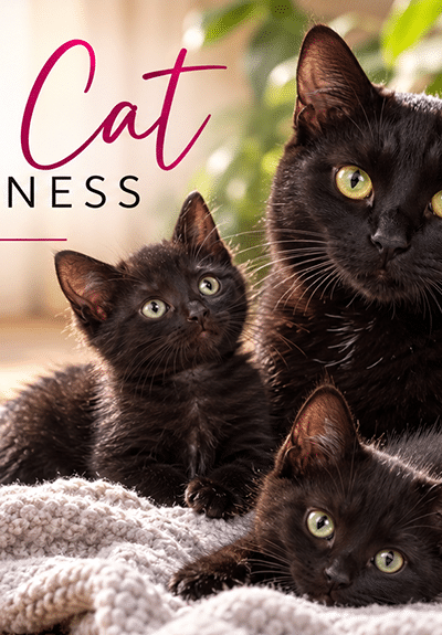 Black Cat Awareness_ Cozy Companions