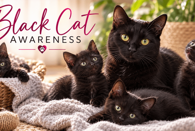 Black Cat Awareness_ Cozy Companions