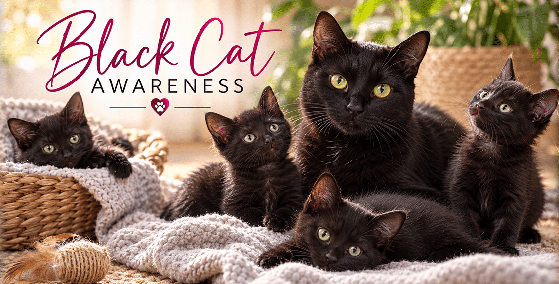 Black Cat Awareness_ Cozy Companions