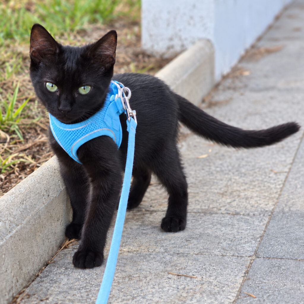 Black Kitten on a Blue Leash